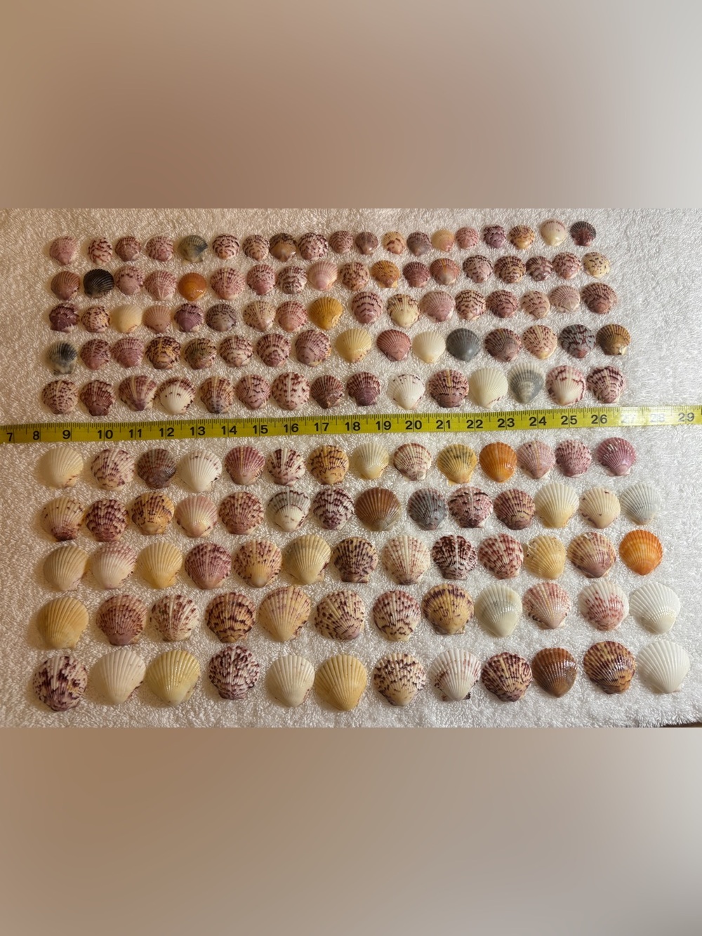 150 - Sanibel Island Scallop Seashell Collection. Great for crafters!!